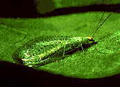 Aphid Control - LACEWING EGGS - Chrysoperla Carnea and Chrysoperla Rufilabris