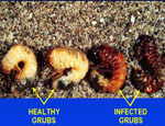 Grub control - Beneficial Nematodes - Grub Guard (Hb/Sf)