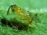 Whitefly control - B-Whitefly Parasitoid (Eretmocerus erimicus)