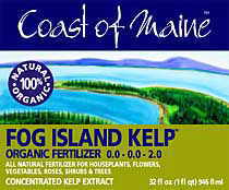 Fog Island Kelp (Coast of Maine)