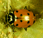 Aphid Control - LADYBUGS  -  Hippodamia Convergens