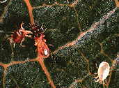 Spider Mite control (Neoseiulus fallacis)